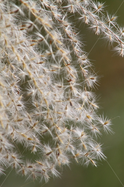 억새,꽃,식물,가을,flamegrass,가을,계절,fall,autumn,season,식물,자연,plants,nature,plant