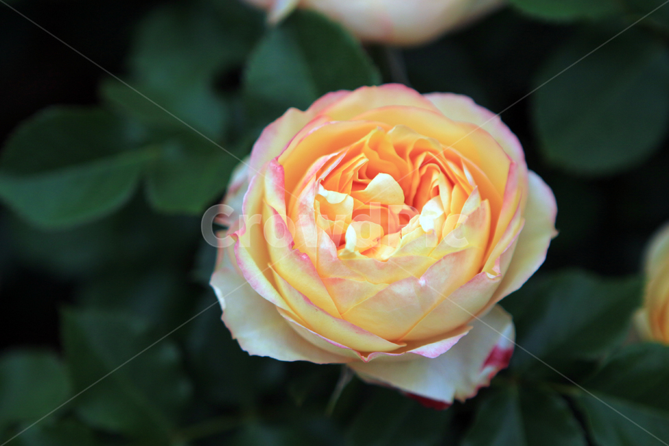 장미,꽃,flower,장미꽃,rose,꽃잎,꽃망울,꽃송이