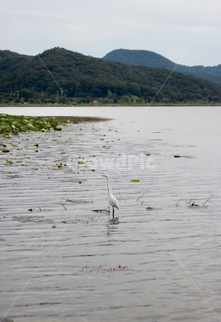 조류,새,백로,bird,birds,egret,egrets,강,river,산,mountain,감성사진,동물,animal,조류,새,birds
