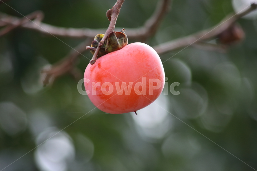 감나무,감,홍시,persimmon,fruit,음식,식재료,요리,food,cook,meal,dishes,food reserves,과일,열매,fruit