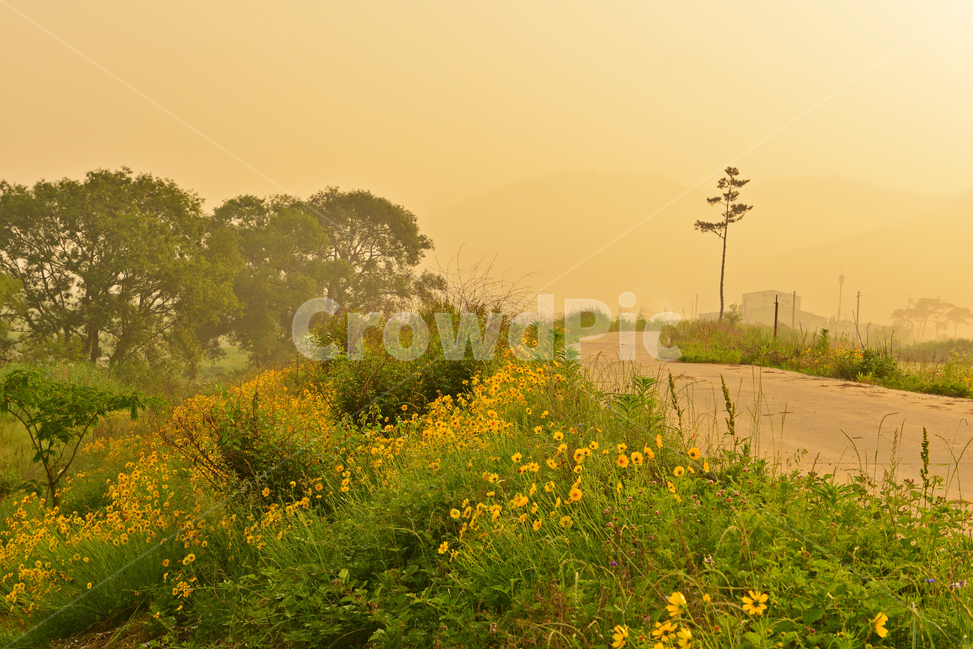 나주,남평,드들강,반영,sunlight,햇빛,weather,날씨,tree,나무,plant,식물,nature,자연,outdoors,옥외,금계국