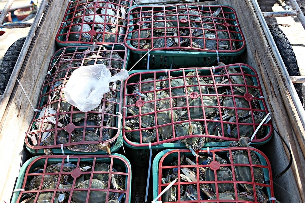꽃게,게,먹거리,음식,요리,식재료,광주리,각우,수산물,해산물,fishery products,seafood,어업,fishery,fishing industry