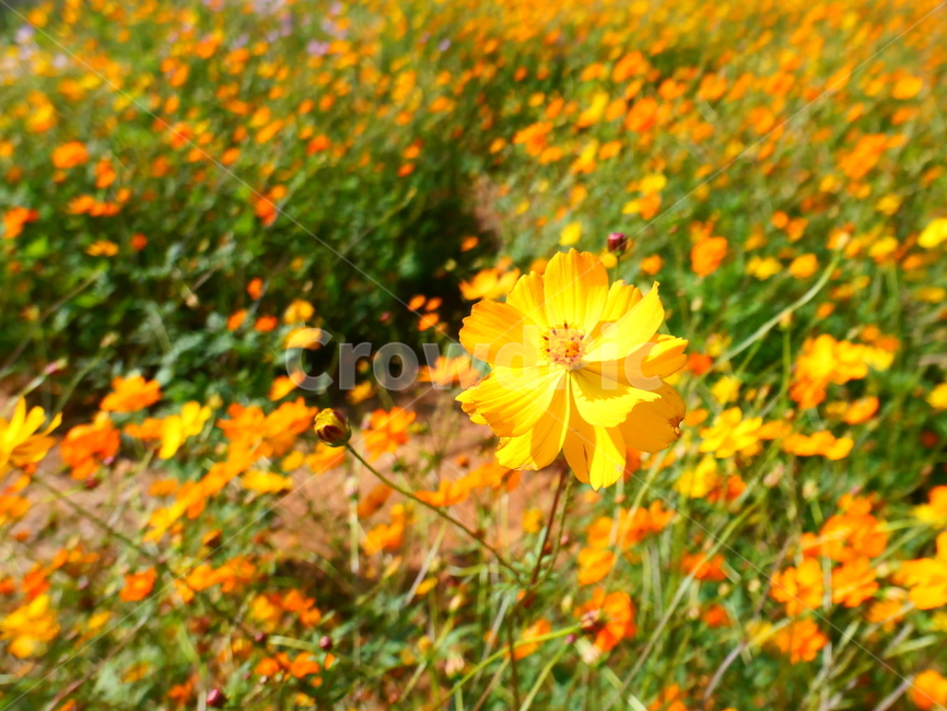 황화코스모스,노란꽃,노랑꽃,주황꽃,코스모스,꽃밭,가을꽃,식물,자연,plants,nature,꽃,flower