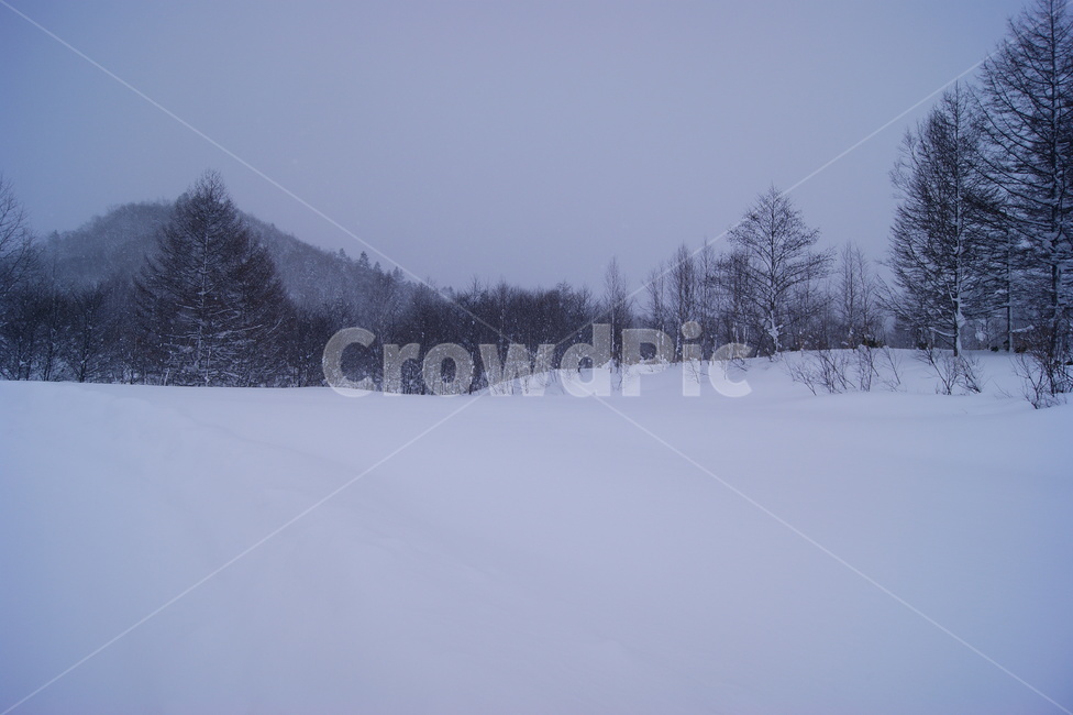 nature,자연,outdoors,tree,나무,겨울,전나무,winter,눈,snow,홋카이도,겨울,계절,winter,season,자연,풍경,nature,landscape