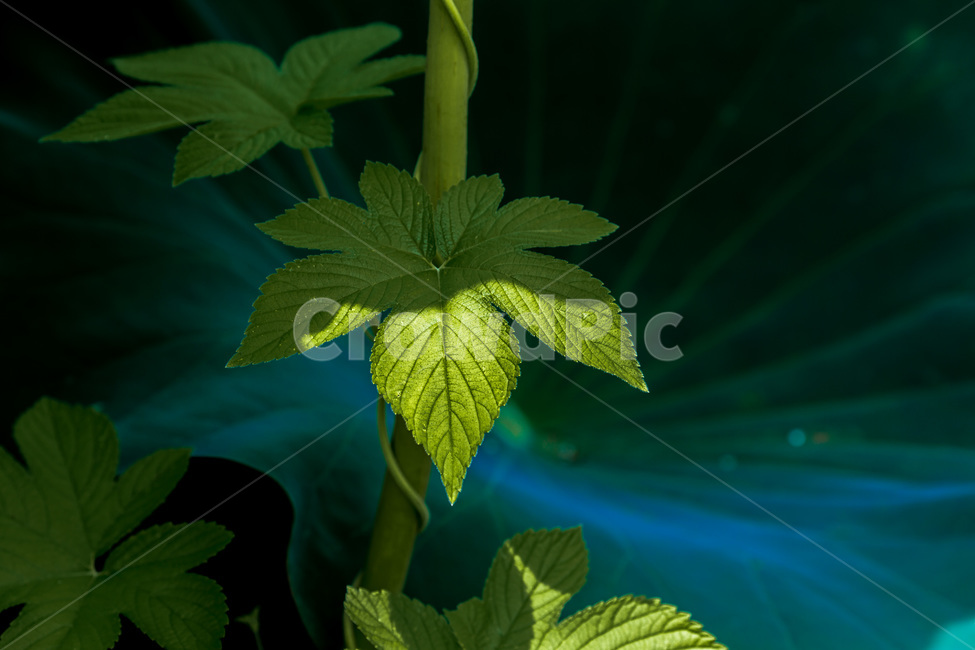 연잎,줄기,잎,문양,무늬,패턴,식물,자연,plants,nature
