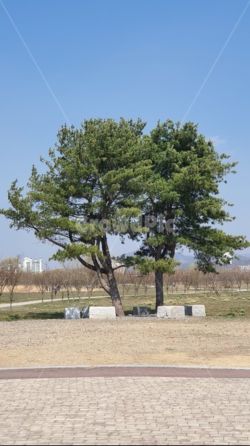 나무,나무줄기,식물,소나무,들판