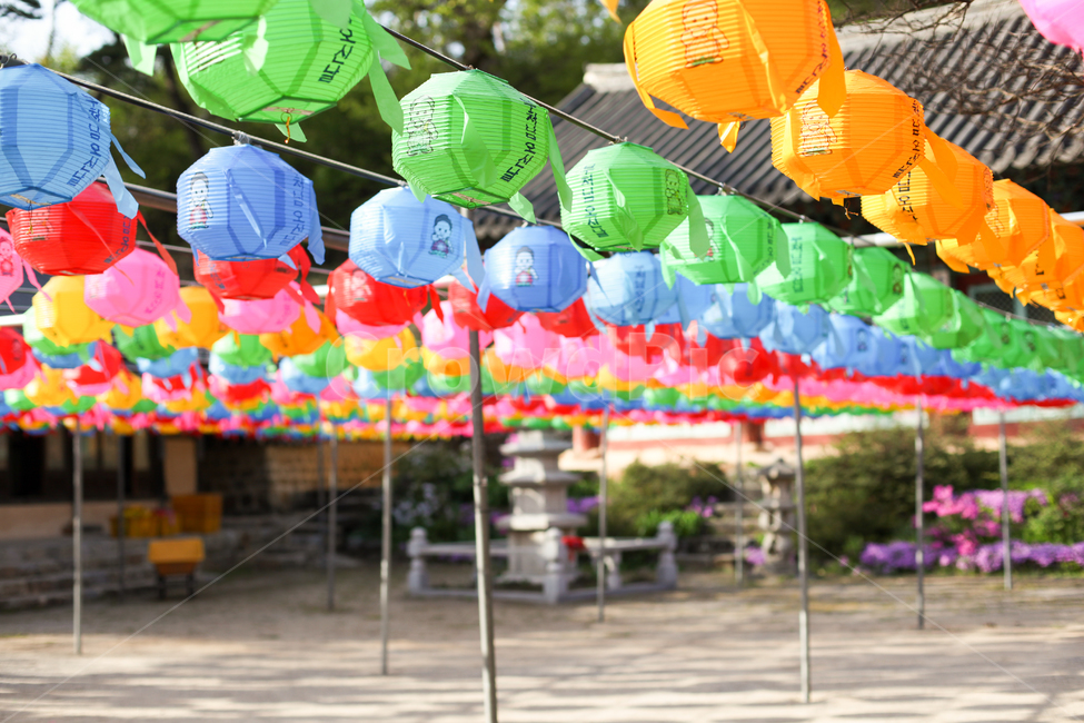 봄,사찰,연등,석가탄신일,기념일,석탑,점등식,부처님오신날,절,temple,buddhas,birthday,light,ceremony,celebrate,종교,신앙,religion,belief,faith,축제,행사,festival,carnival,event