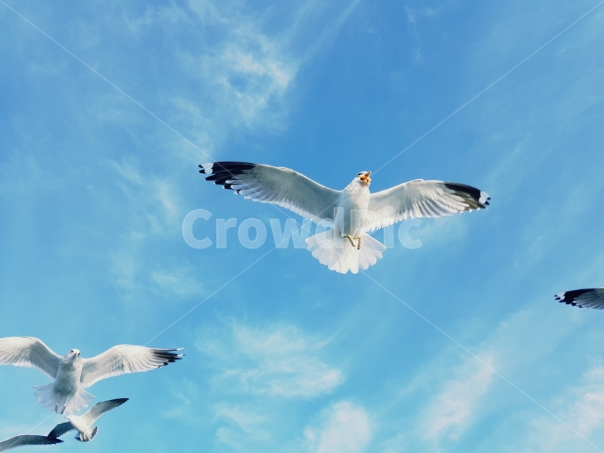 하늘,갈매기,새,디자인소스,구름,파란하늘,동물,animal,조류,새,birds