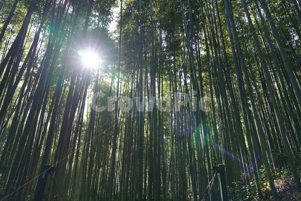 죽녹원,대나무숲,산책길,화창한날씨,피톤치드,plant,식물,나무,trees,wood