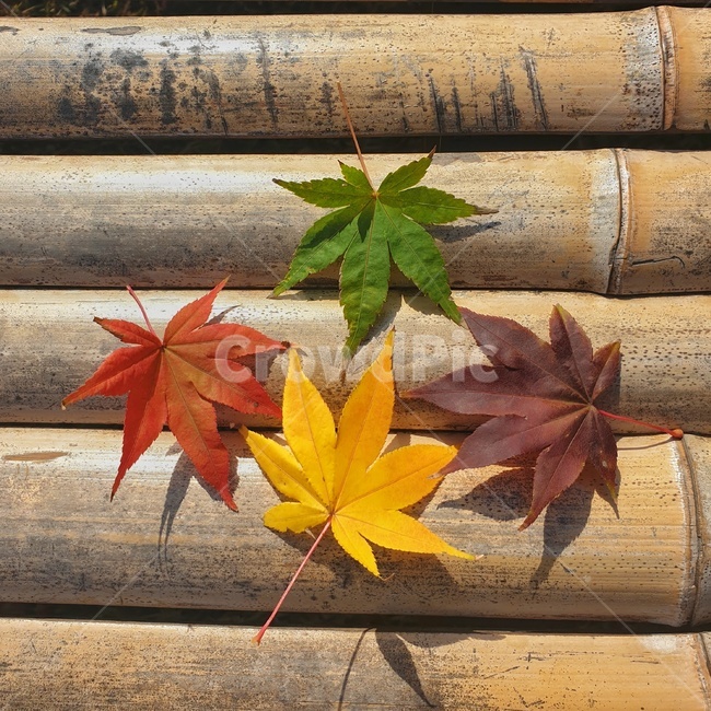 잎,나뭇잎,leaf,가을,단풍,나무,식물,가을,계절,fall,autumn,season
