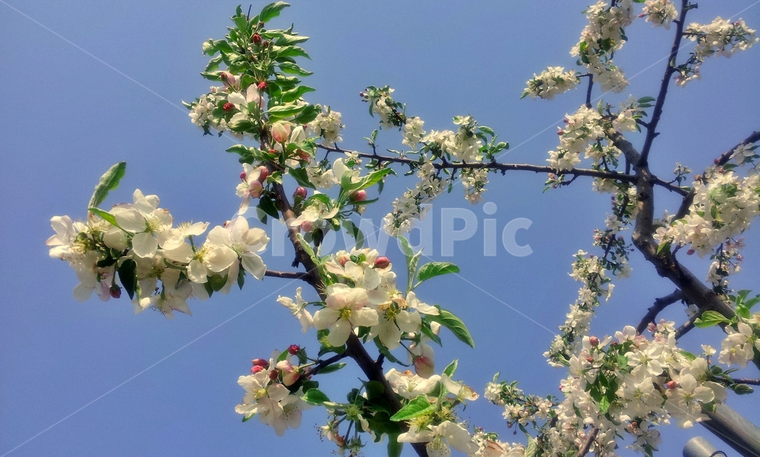사과꽃,꽃,사과나무,봄꽃,봄,flower,blossom,appletree,만개,꽃송이,분홍꽃,식물,자연,plants,nature,꽃,flower