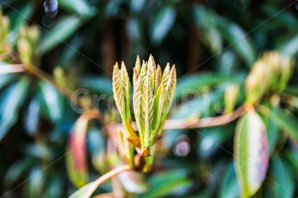 봄,새싹,아침,봄느낌,따뜻함,봄,계절,spring,season,식물,자연,plants,nature,감성,sensible,feeling,plant