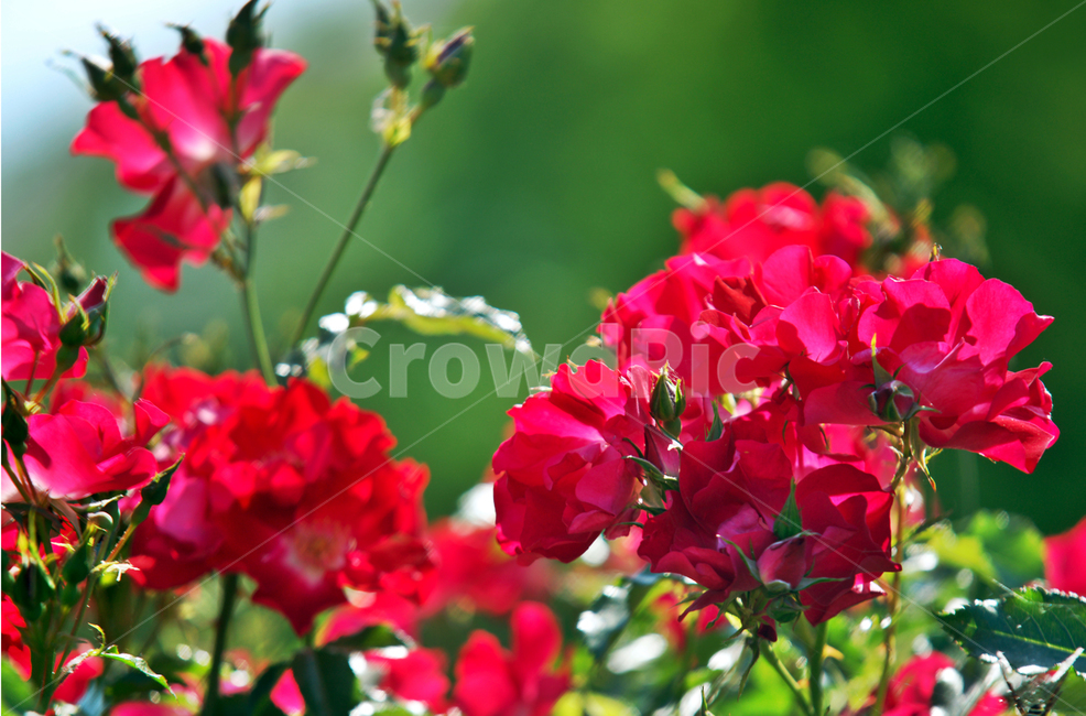 넝쿨장미,덩굴장미,장미과,열렬한사랑,관상용,식물,자연,plants,nature,꽃,flower