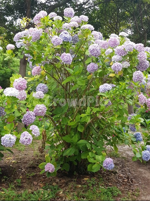 수국,풀,hydrangea,grass,flower,꽃,꽃밭,정원,잔디