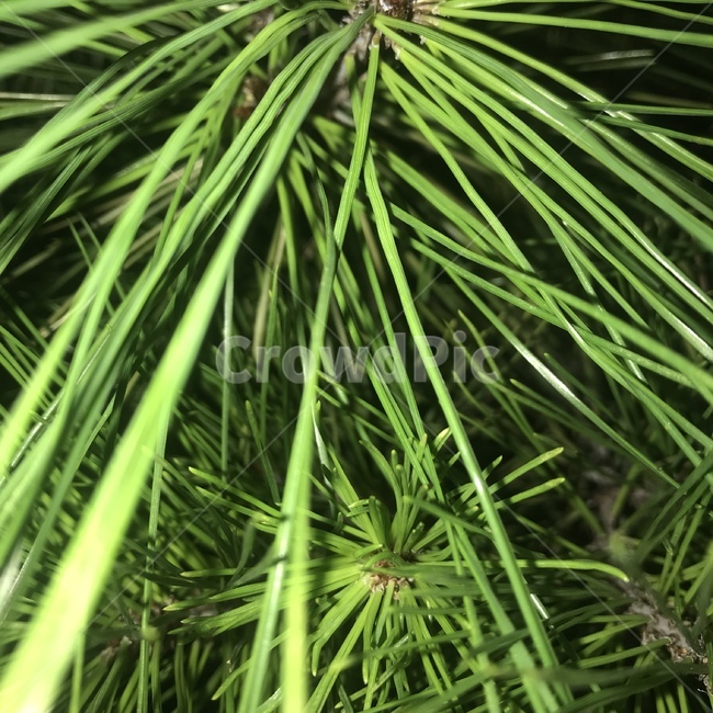 잎,이파리,초록,leaf,green