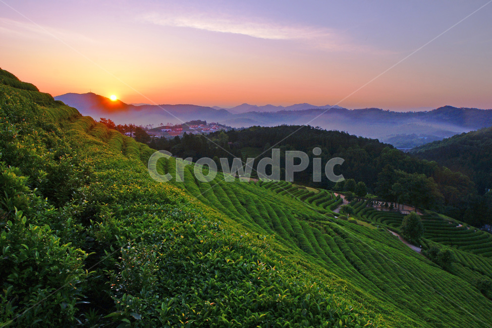 녹차밭,보성,일출,풍경,신록,자연,풍경,nature,landscape,한국자연풍경,한국자연경관,korea nature landscape,outdoors,옥외