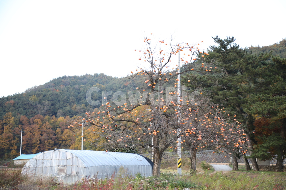시골,가을하늘,가을,자연,노을,가을,계절,fall,autumn,season,시골,마을,풍경,landscape,country,rural,town,식물,자연,plants,nature,나무,trees,wood,outdoors,옥외