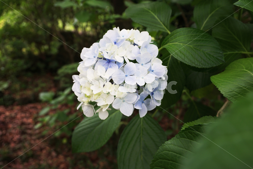 꽃,꽃잎,식물,나뭇잎,수국,하얀색,식물,자연,plants,nature,꽃,flower