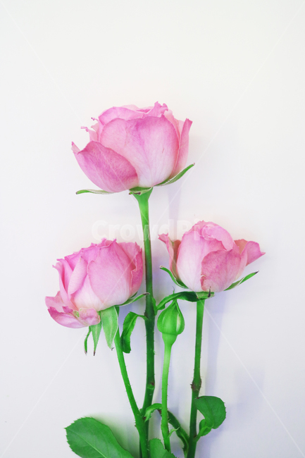 장미,장미꽃,분홍장미,로즈,분홍꽃,꽃,꽃다발,오브젝트,누끼,백그라운드,핑크,핑크로즈,자나장미,꽃,flower,기념일,축하,anniversary,congratulation,celebrate,celebration