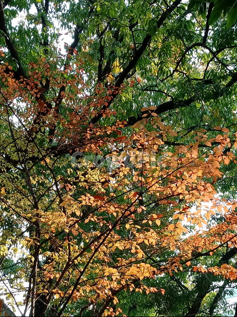가을,단풍,낙엽,maple,plant,식물,단풍나무,단풍잎,leaf,잎,tree,나무,계절,fallautumnseason,가을단풍,자연,풍경,경치,가을,계절,fall,autumn,season,식물,자연,plants,nature,나무,trees,wood