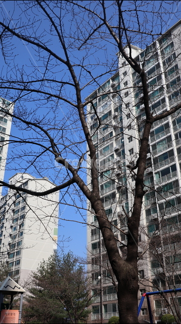 겨울나무,나무,앙상한,building,건물