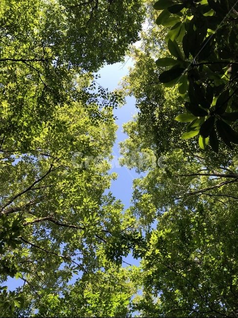 나무,하늘,나뭇가지,나뭇잎,초목,나무,trees,wood