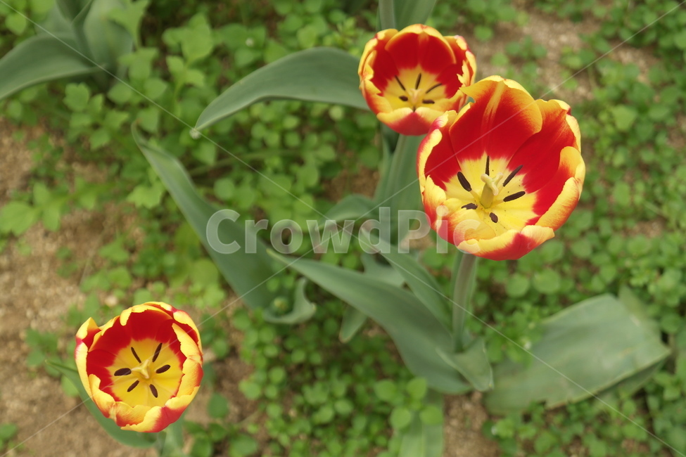 꽃,자연,식물,접사,튤립,꽃봉오리,flower,nature,향기,분홍,빨강,붉은,tulip,tulipagesneriana,백합목,구근초,식물,자연,plants,nature,꽃,flower