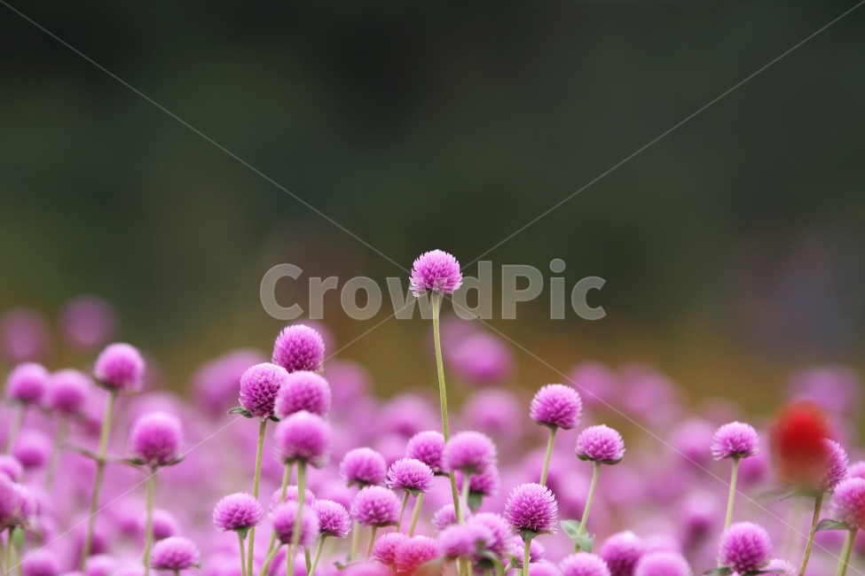 꽃,식물,천일홍,자연,감성사진,식물,자연,plants,nature,꽃,flower