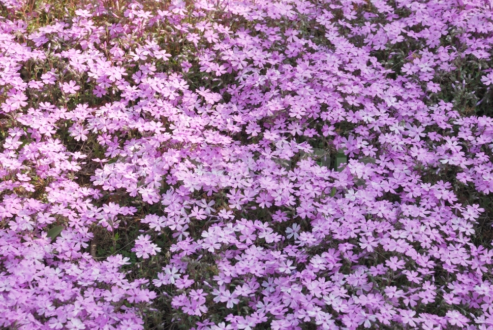 보라색,꽃,식물,들판,공원,산,잎,줄기,화사한,아름다움,자연,조경,야상화,식물,자연,plants,nature,꽃,flower