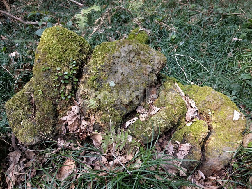 제주도,비자림,돌,이끼,숲,jejuisland,jeju,bijarimforest,forest,stone,moss