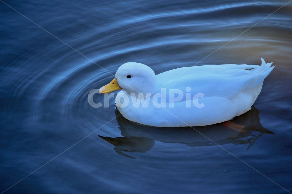 오리,흰색오리,자연,동물,동물피사체,물속에오리,duck,whiteduck,nature,animal,동물,animal,조류,새,birds