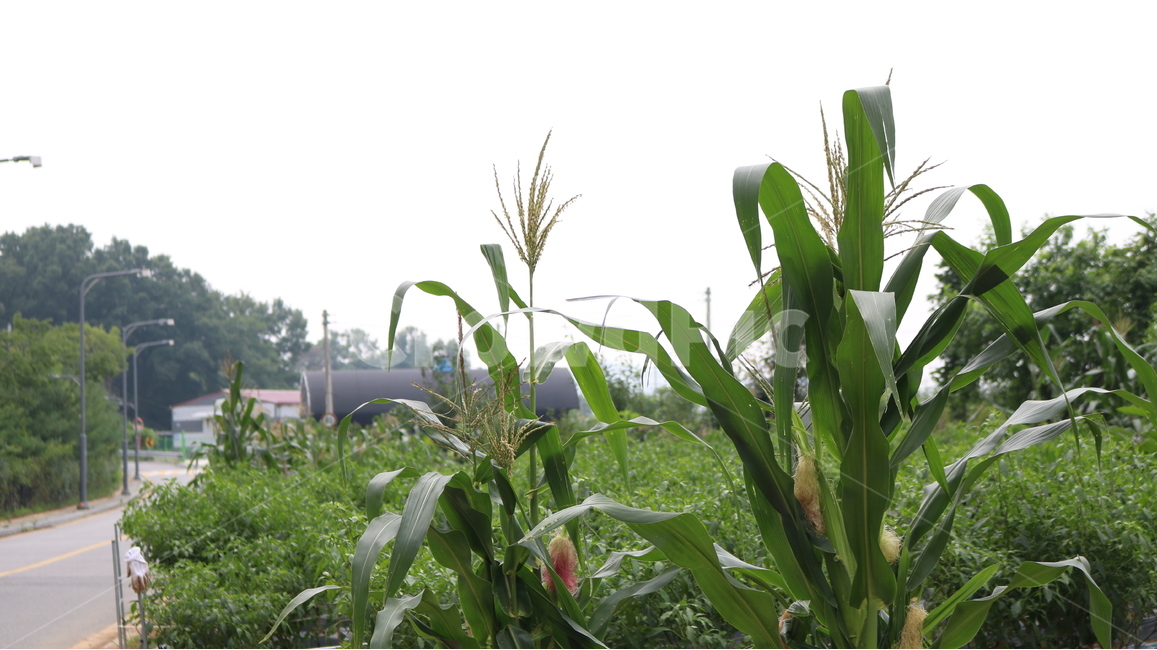 옥수수,corn,도로,가로등,재배