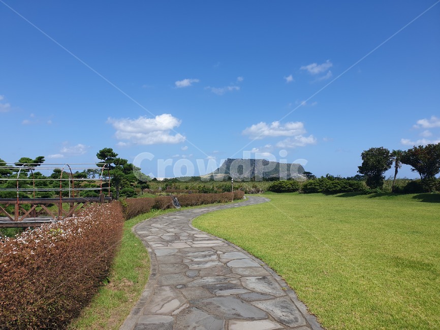 plant,식물,잔디,outdoor,grass,풍경,야외,자연,제주도,jeju,jeju island