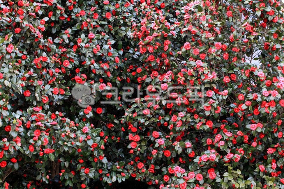 camelliaflower,in full bloom,March,flowering,camellia tree,spring,spring flowers,petal,camelliatree,sight,blossom,Scenery,Background,Spring news,flower,red flower,Red,outdoor,background,camellia flower,flower background,landscape