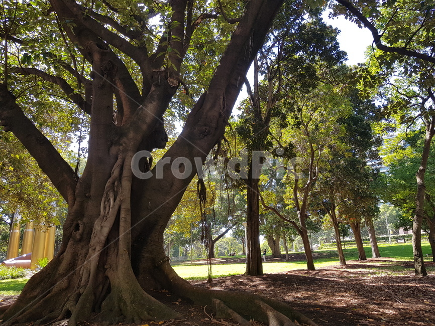 큰나무,푸름,공원,호주,힐링,식물,자연,plants,nature,나무,trees,wood