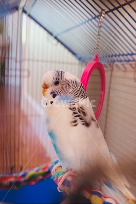 새,조류,잉꼬,parakeet,bird,동물,animal,조류,새,birds