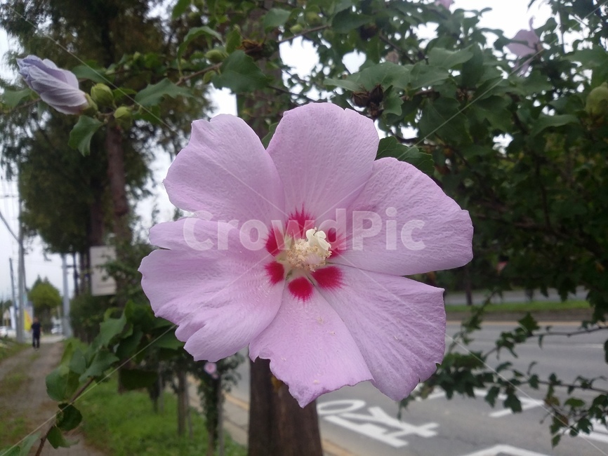 식물,plant,꽃,무궁화,자연,식물,자연,plants,nature,꽃,flower