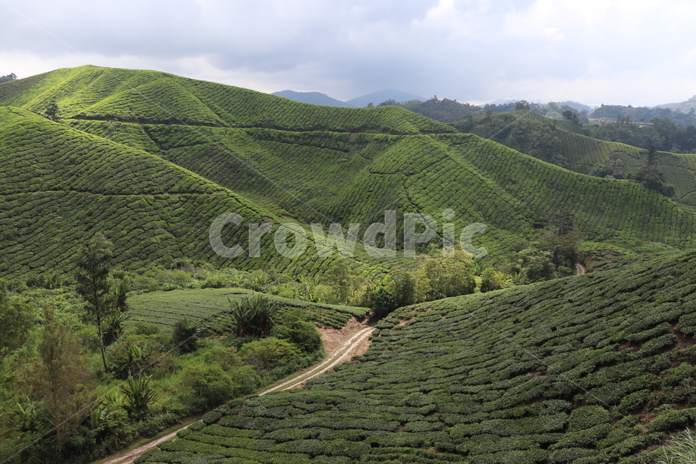 nature,자연,언덕,hill,차밭,차,자연,풍경,nature,landscape,outdoors,옥외