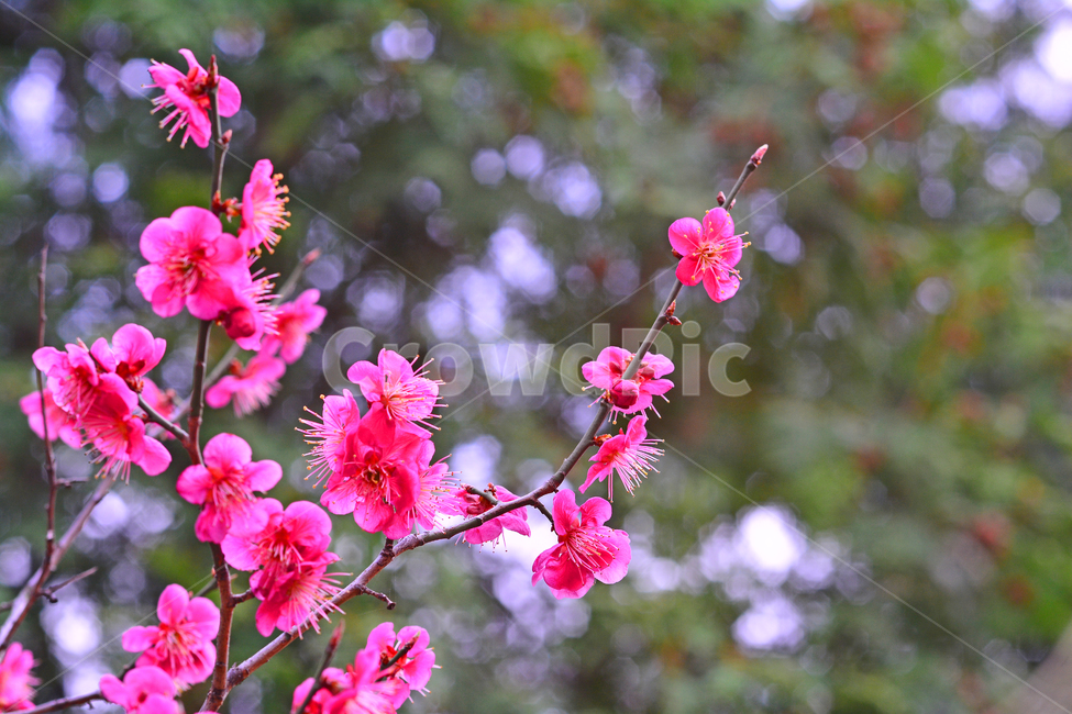홍매화,매화꽃,나무꽃,봄꽃,계절,시즌,야외,옥외,식물,꽃,아름다운,plant,blossom,flower,season,outdoor,spring,식물,자연,plants,nature,꽃,flower