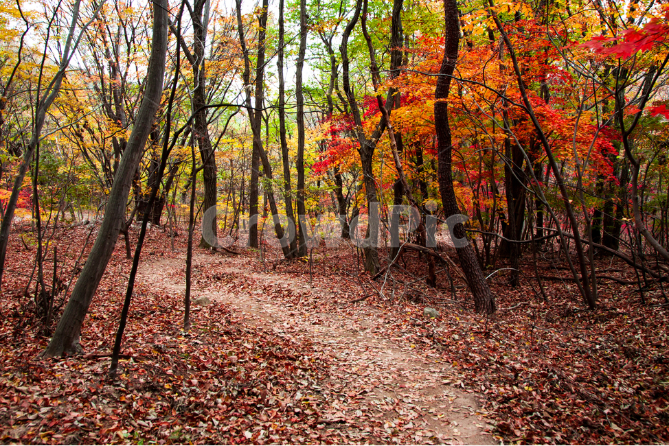 단풍,가을,경주,잎,나무,가을,계절,fall,autumn,season,자연,풍경,nature,landscape