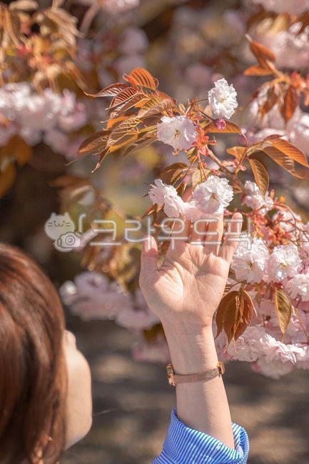겹벚꽃,분홍빛,따뜻함,분홍색,꽃,플라워,flower,blossom,봄,springs,봄의향기,자연,nature,cherryblossom,계절,하늘,맑은,shine,햇살,햇빛,빛나다,빛,sky,감성,분위기,느낌,색감,색채,색깔,배경,컬러,mood,background,color,colorsense,colorsensitivity,sensible,feeling,feelingofcolor,야외,season,봄,계절,spring,season