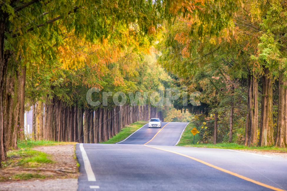 메타세콰이어길,단풍길,road,도로,나무,나무길,모래재길,모래재,asphalt,아스팔트,automobile,자동차,transportation,교통,car,차,vehicle,차량,freeway,고속 도로,highway,고속도로,가을,계절,fall,autumn,season,자연,풍경,nature,landscape,한국자연풍경,한국자연경관,korea nature landscape