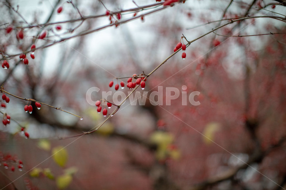 산수유,열매,산책,나무,풀잎,감성,일상,식물,자연,plants,nature,과일,열매,fruit