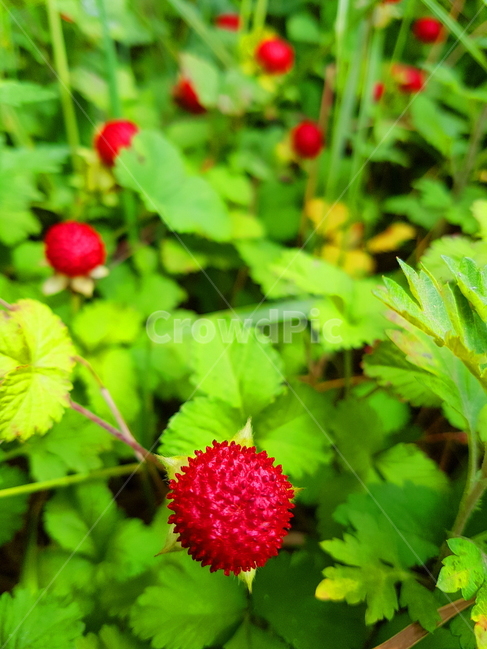 뱀딸기,빨강,빨간열매,딸기,자연,식물,nature,fruit,green,풀,초록풀,동글동글열매,식물,자연,plants,nature,과일,열매,fruit