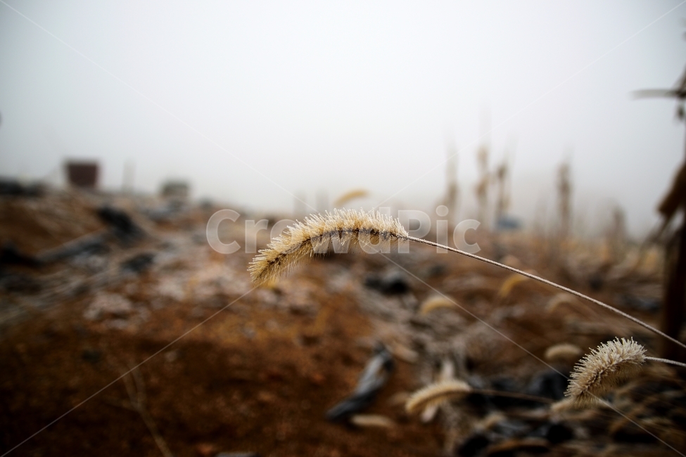 강아지풀,추위,겨울,눈,서리,겨울,계절,winter,season,식물,자연,plants,nature