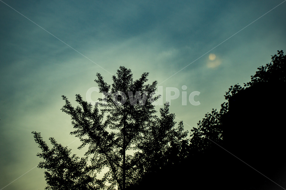 plant,식물,tree,나무,abies,아비,conifer,구과식물,몽환,배경,실루엣,그림자,역광,자연,황혼,저녁,감성,분위기