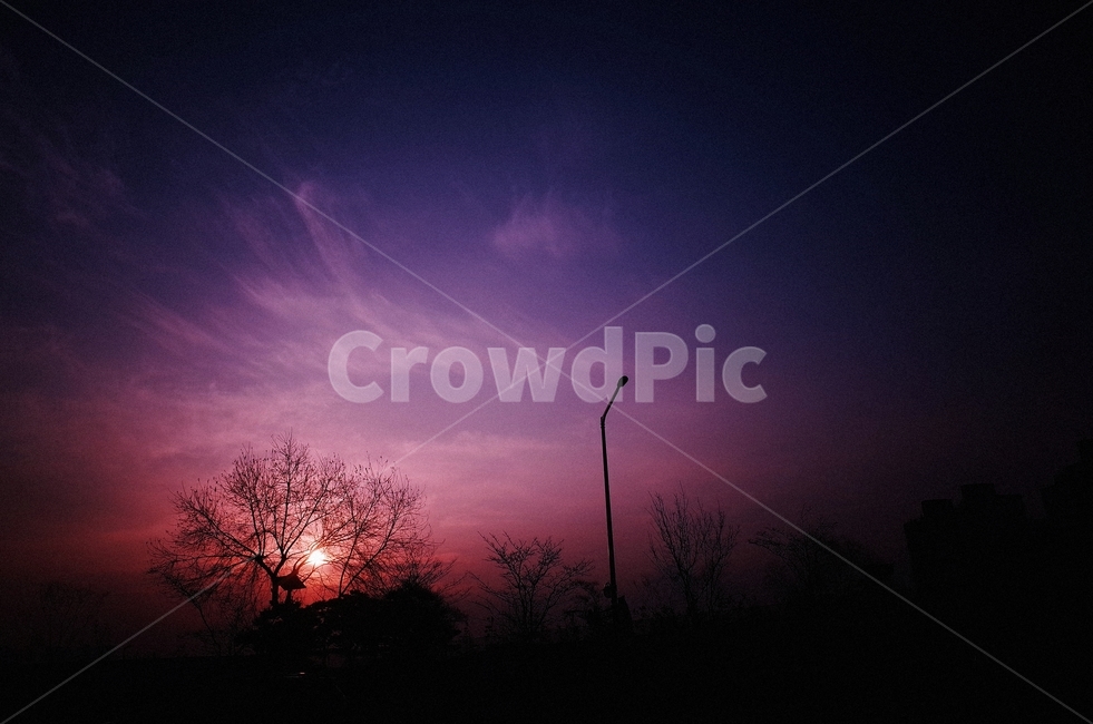 일출,가로등,나무,아침,겨울,winter,자연,풍경,nature,landscape,outdoors,옥외