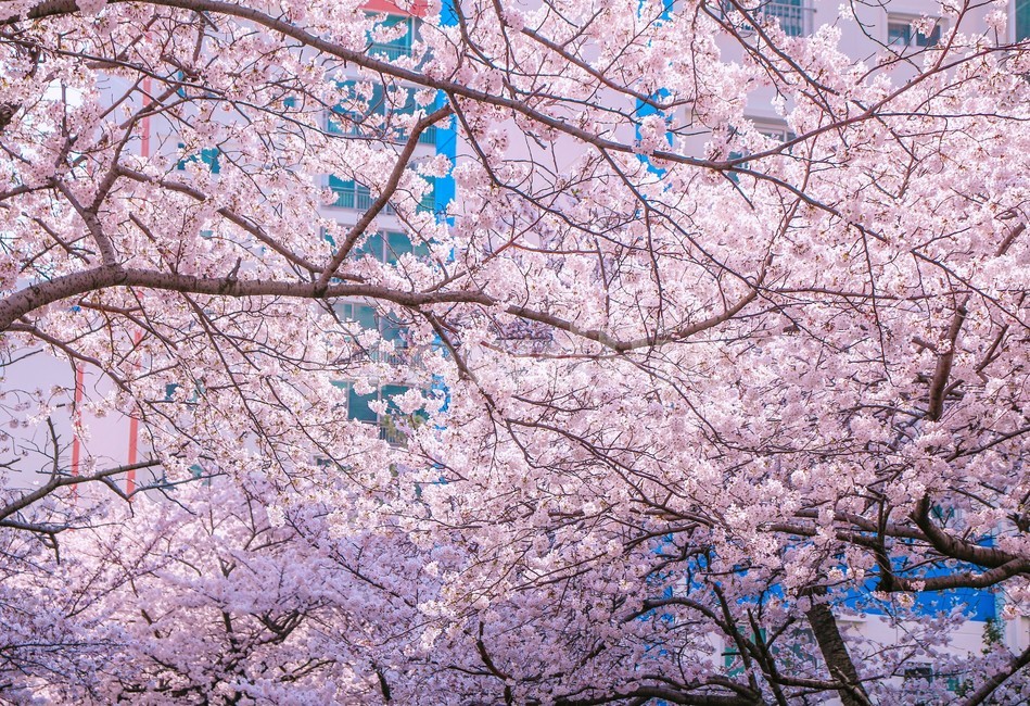 봄,벚꽃,벚꽃나무,blossom,flower,아름다움,자연,봄,계절,spring,season,식물,자연,plants,nature,꽃,flower,plant