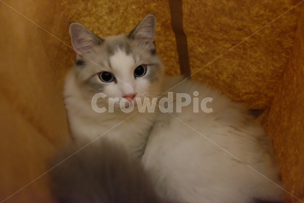 고양이,애완동물,동물,반려묘,랙돌,cat,pet,ragdoll,동물,animal,포유류,mammal,고양이,cat,kitten,kitty