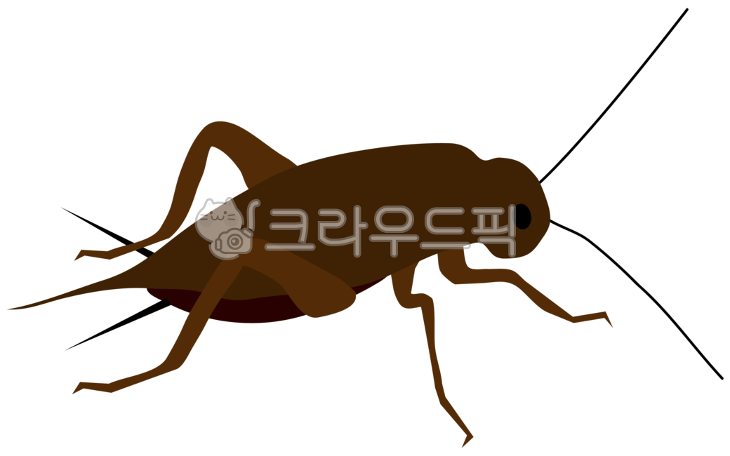 귀뚜라미곤충,insect,곤충,invertebrate,무척추동물,cricketinsect,동물,animal,가을,귀뚜라미